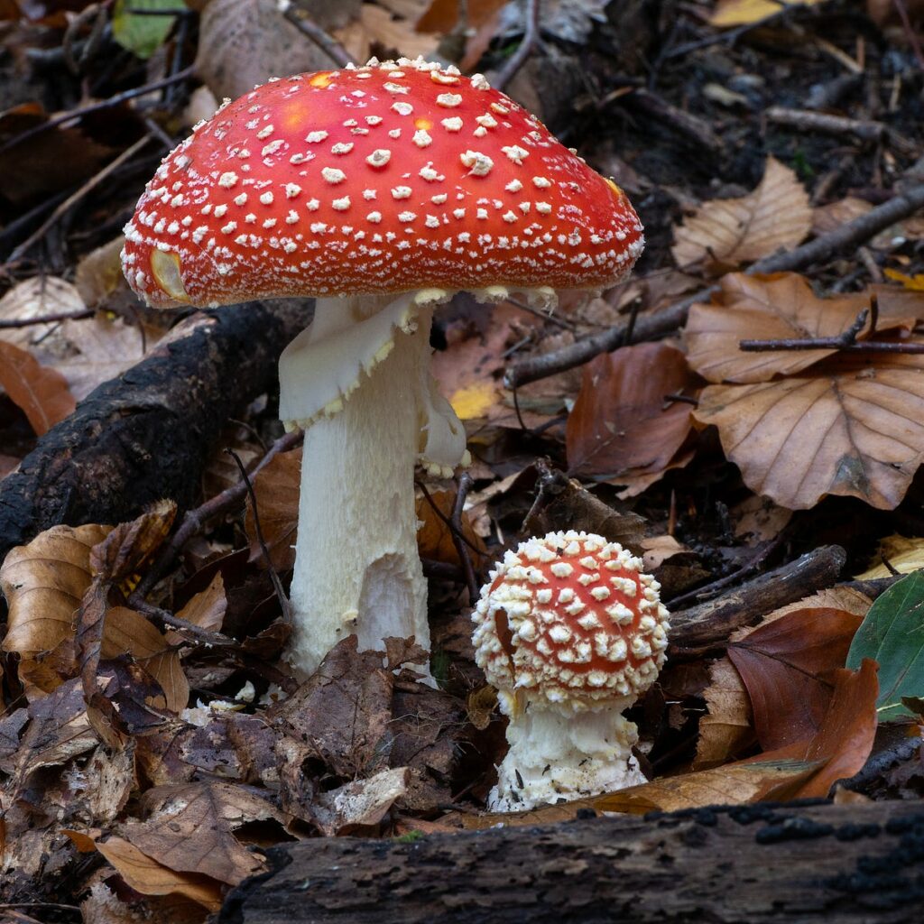 Amanita muscaria (fly agaric  cluster