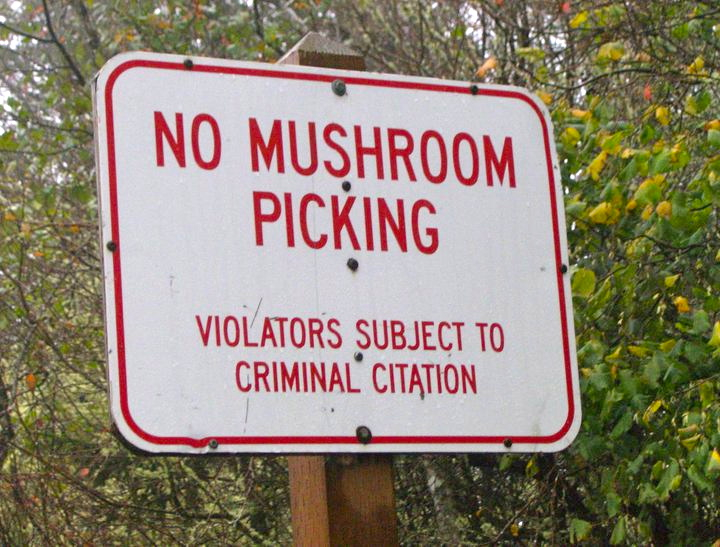mushrooms illegal