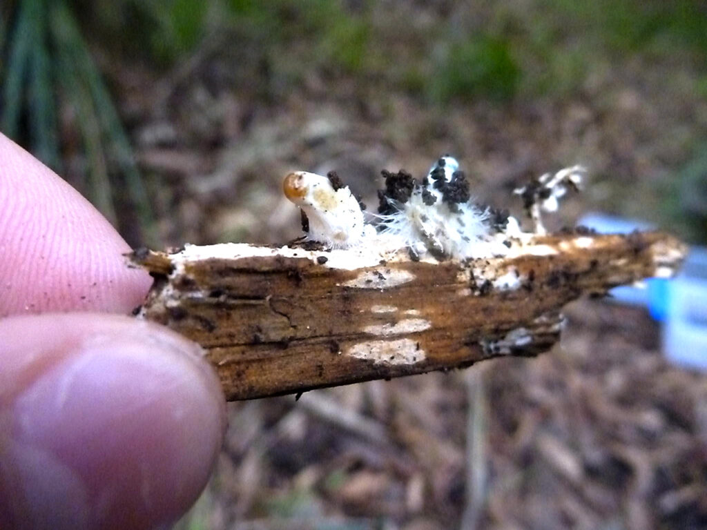 mycelium on a wood chip, with a psilocybe subaeruginosa mushroom growing out of it