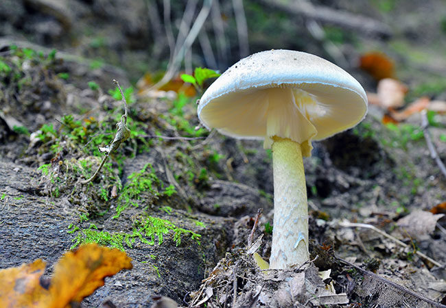 Amanita phalloides death cap mushroom