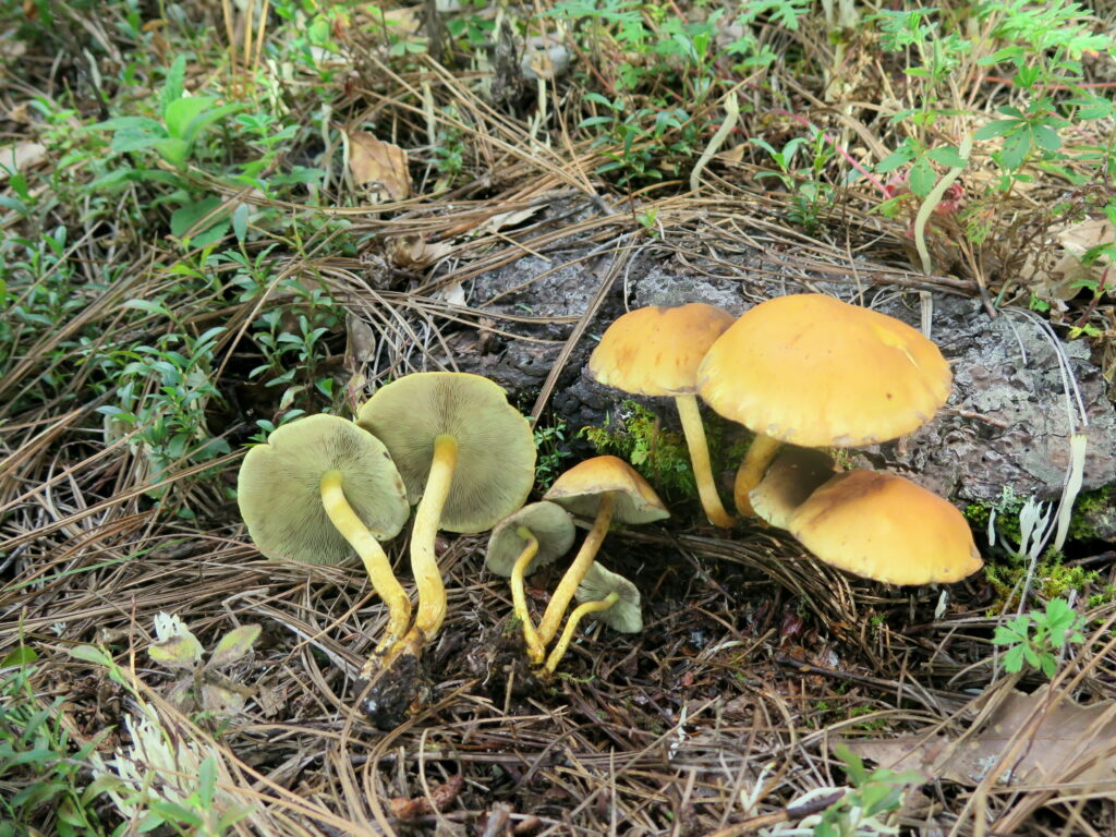 Hypholoma fasciculare poisonous mushroom