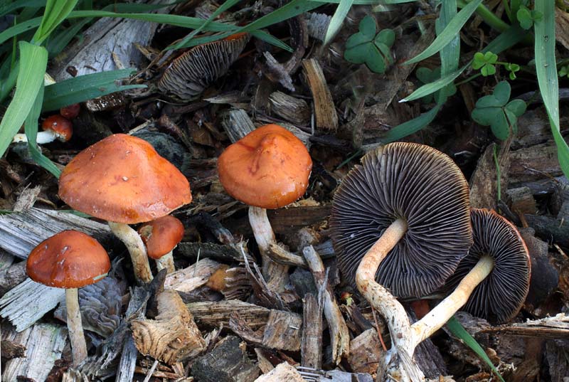 Letartiomyces ceres poisonous mushroom