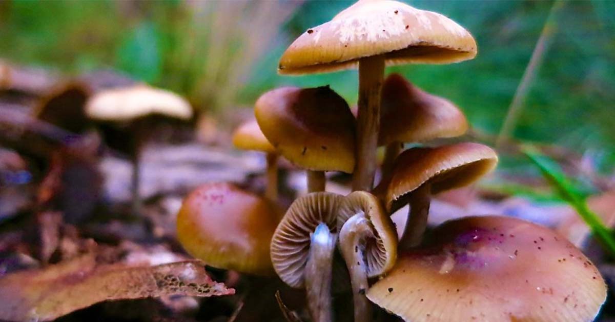 Psychedelic Mushrooms Hunting Guide