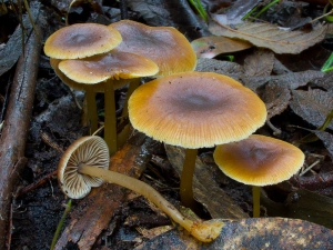 Gymnopus edible mushroom