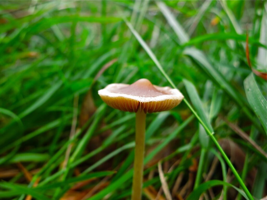 psilocybe subaeruginosa mushroom in tall grass