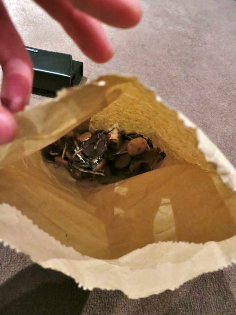 magic mushrooms in brown paper bag