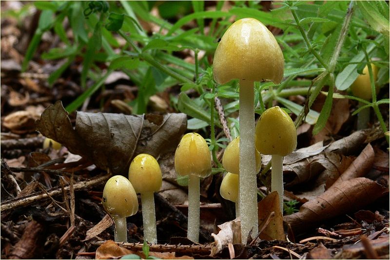 Bolbitus inedible mushroom
