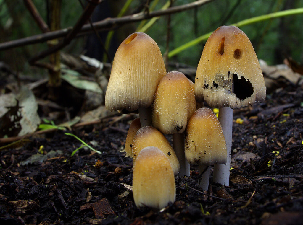Coprinellus micaceus edible mushroom