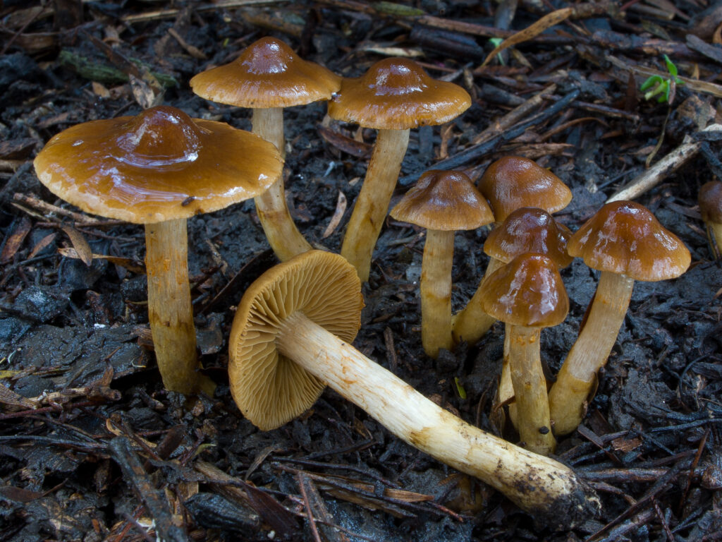 Cortinarius subgenus Dermocybe poisonous mushroom