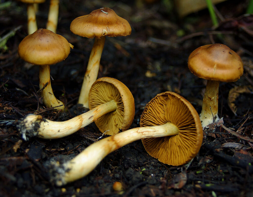 Cortinarius subgenus Sericeocybe poisonous mushroom