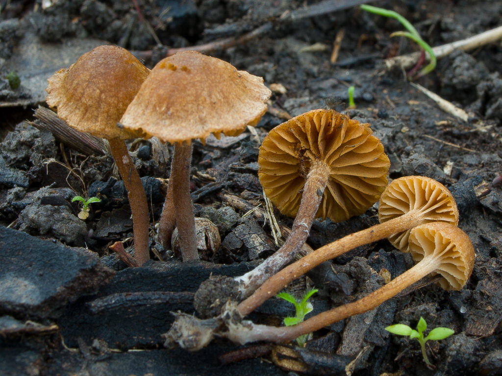 Galerina poisonous mushroom