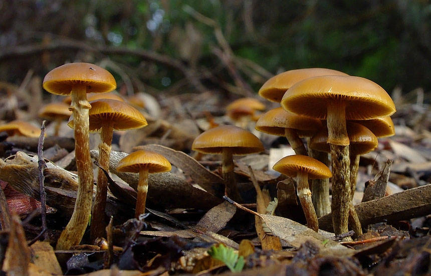 Galerina marginata poisonous mushroom