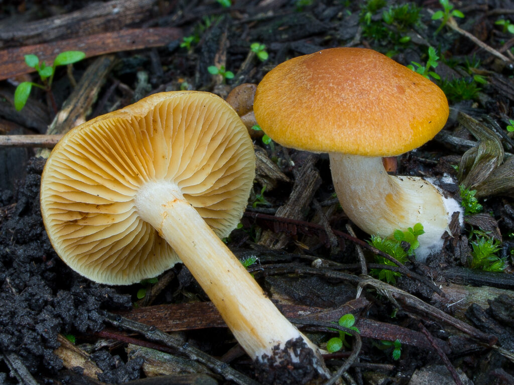 Gymnopilus austrosapineus inedible mushroom