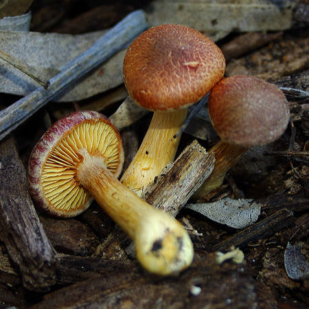 Gymnopilus inedible mushroom
