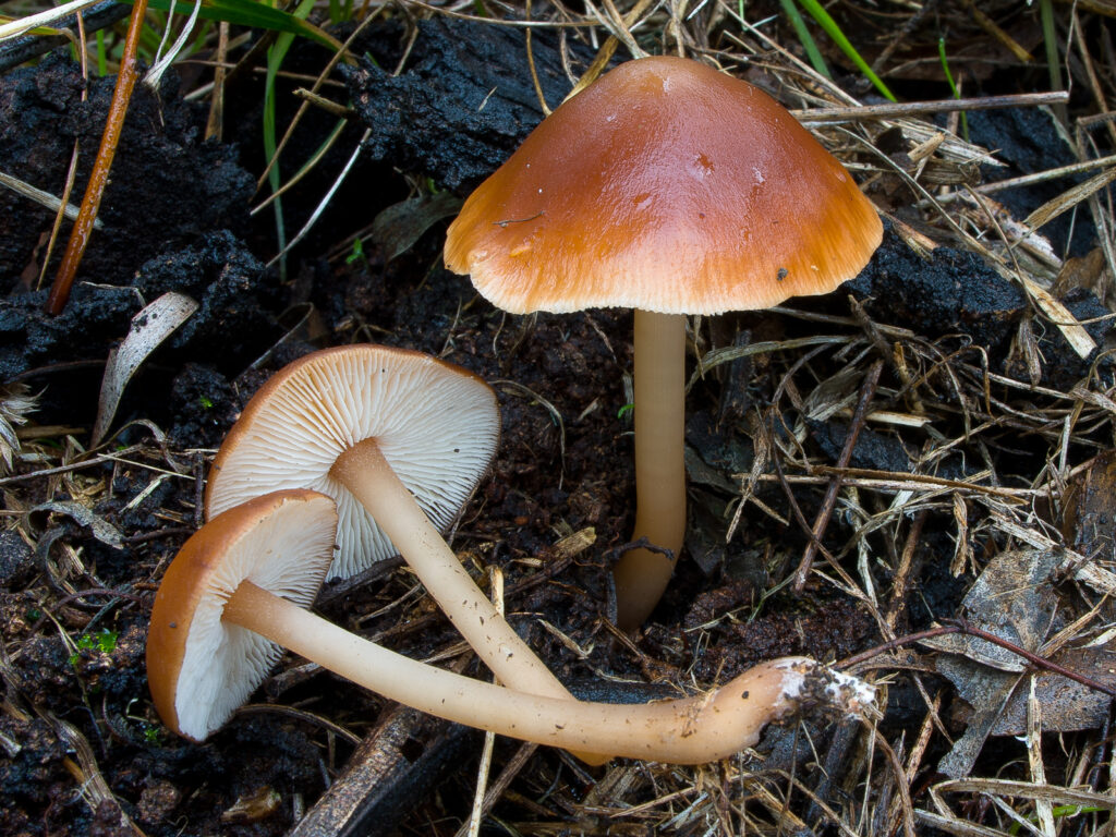Gymnopus dryophilus edible mushroom