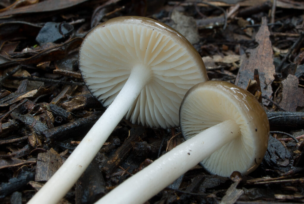 Hymenopellis edible mushroom