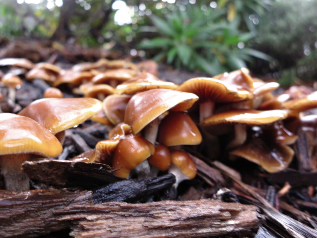 magic mushroom cluster in tanbark