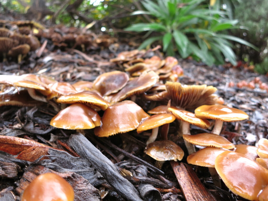 cluster of magic mushrooms in tanbark