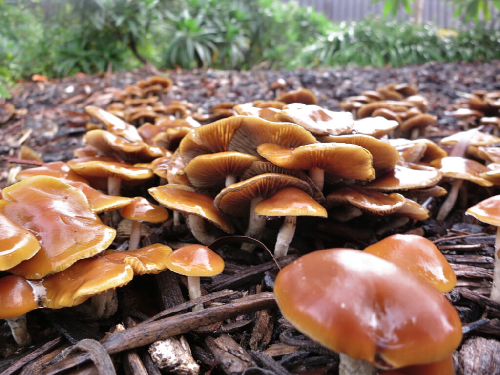 psilocybe subaeruginosa mushrooms bunched up together