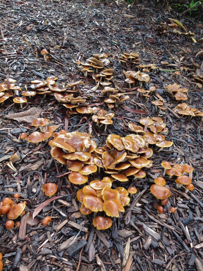 huge cluster of psilocybe subaeruginosa mushrooms