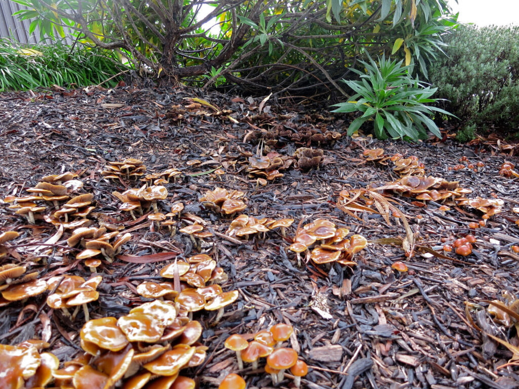 psilocybe subaeruginosa mushrooms several clusters