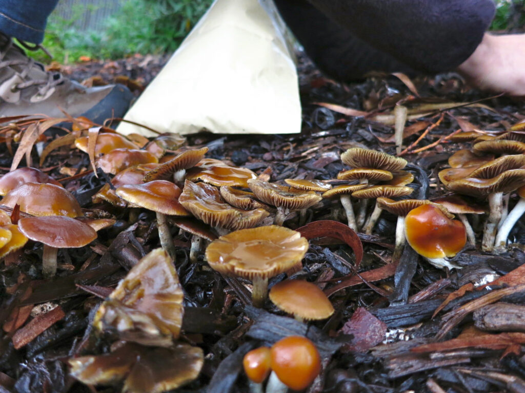 picking magic mushrooms