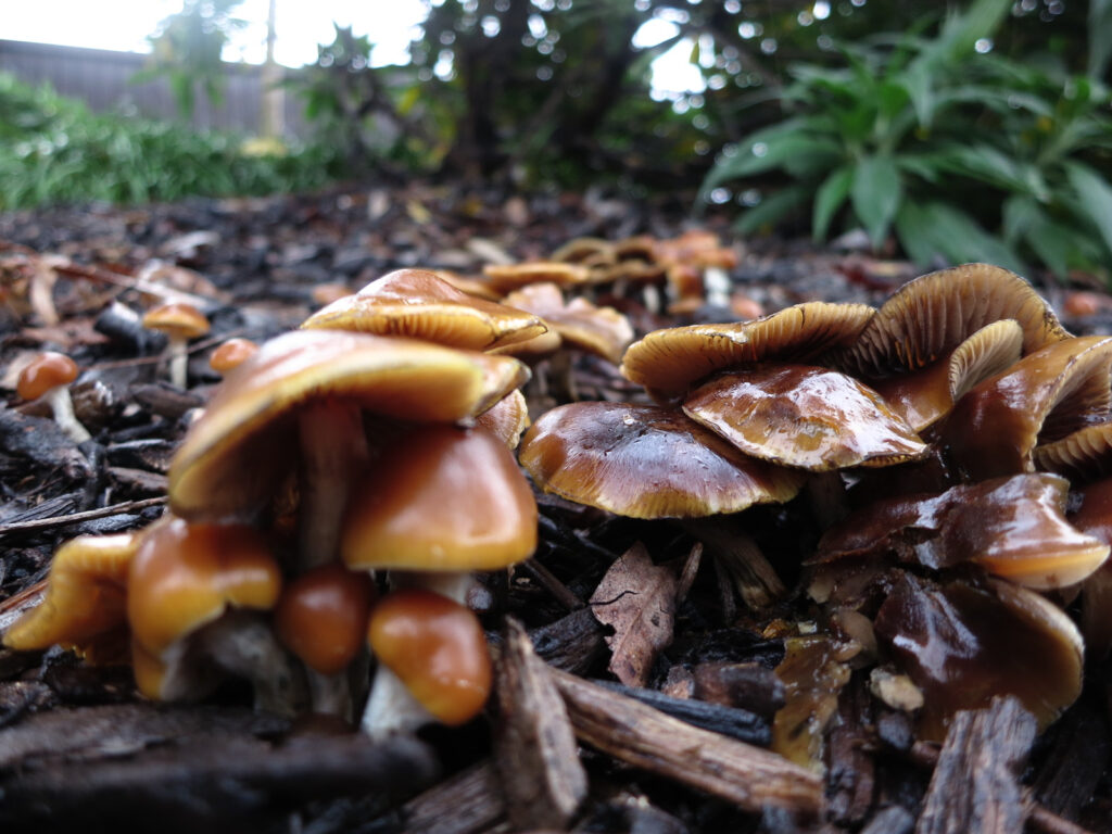 small family of magic mushrooms 