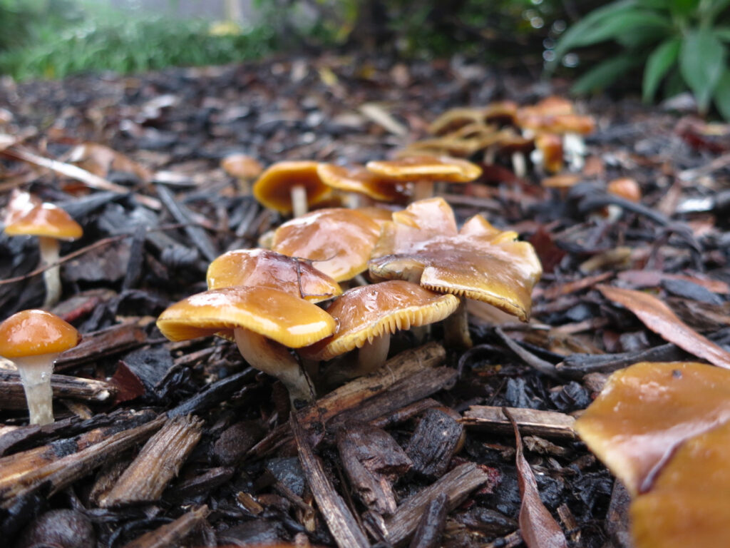 psychedelic mushroom cluster
