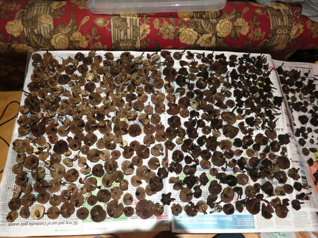 large collection of magic mushrooms 