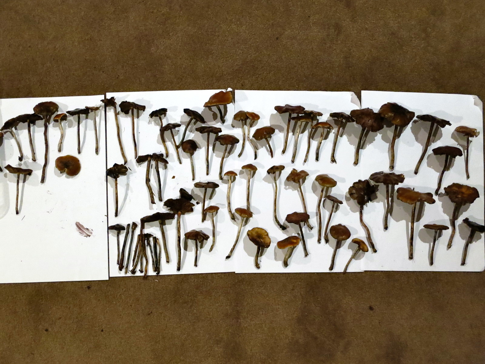 a collection of frshly picked magic mushrooms on a white piece of paper