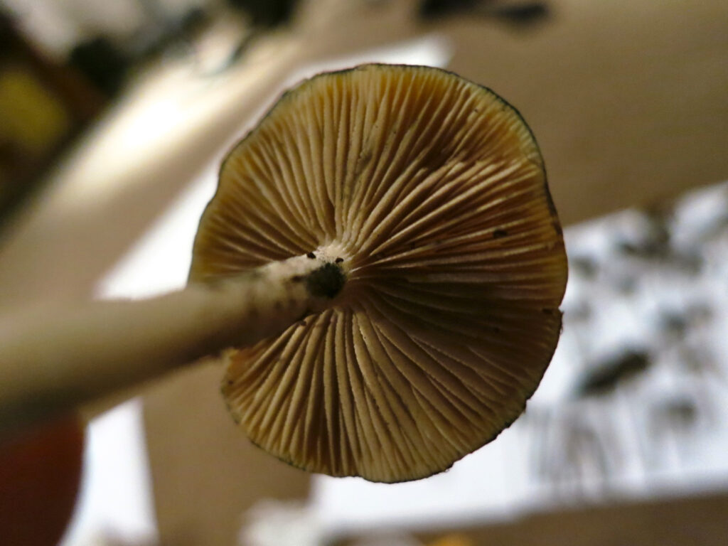 close up of a young psilocybe subaeruginosa mushroom with tan gills