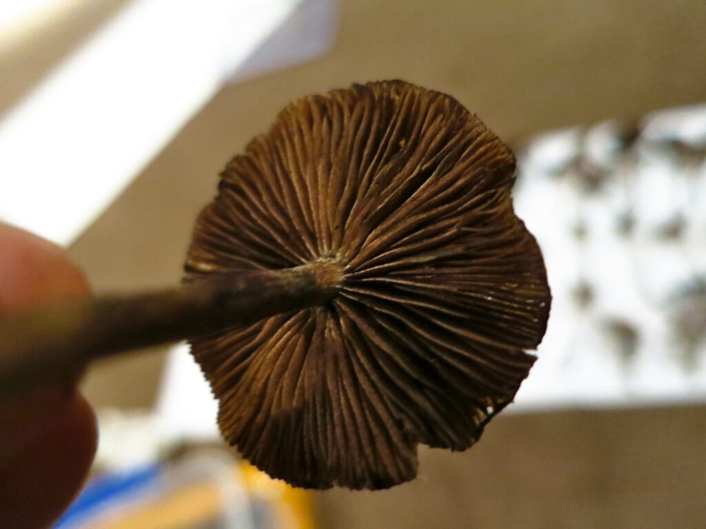 close up of a mature psilocybe subaeruginosa mushroom with brown gills