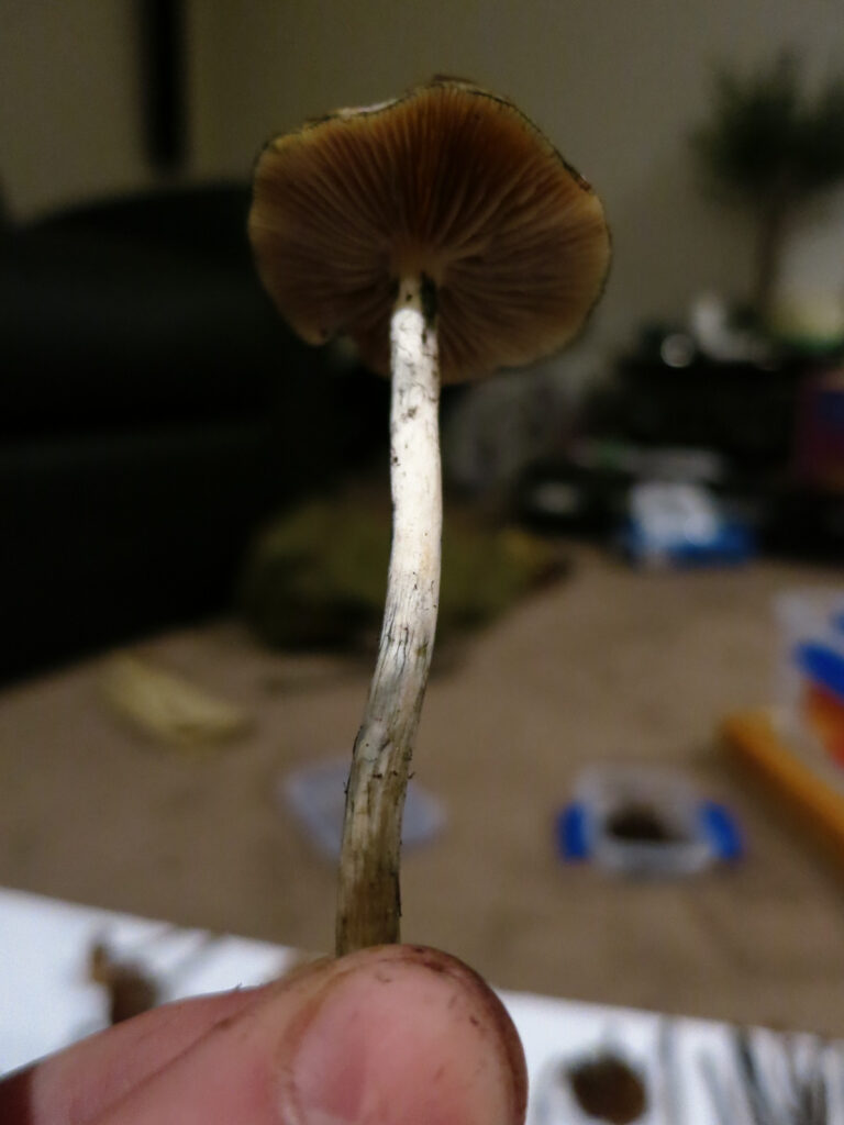 close up of a young psilocybe subaeruginosa mushroom with white stem
