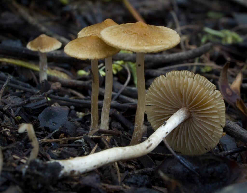 Inocybe poisonous mushroom