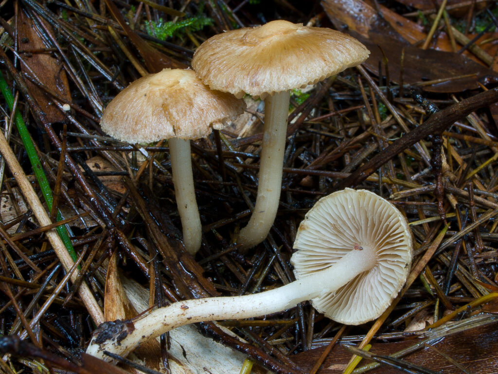 Inocybe eutheles poisonous mushroom