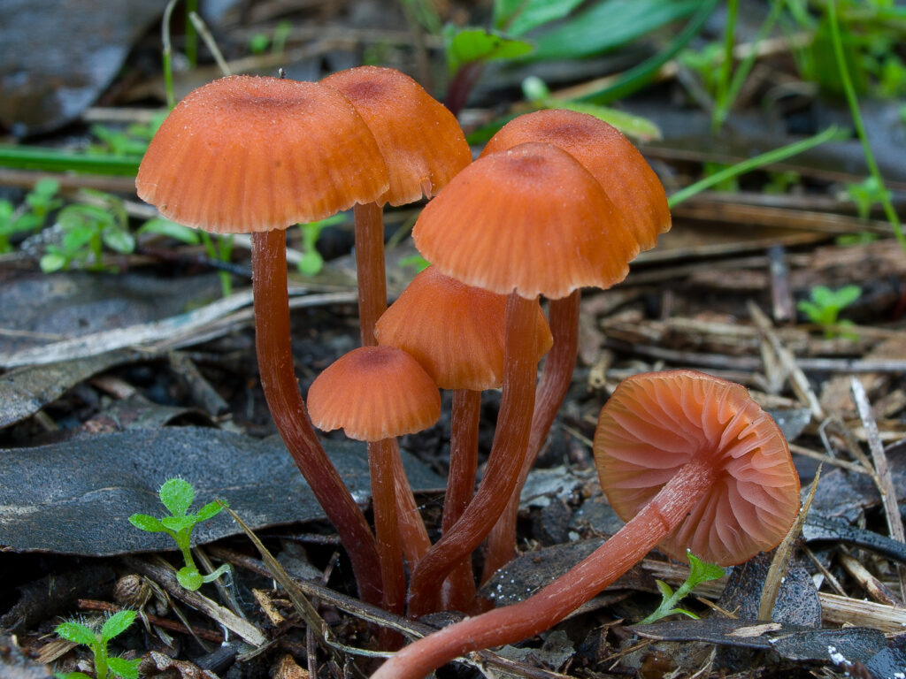 Laccaria edible mushroom