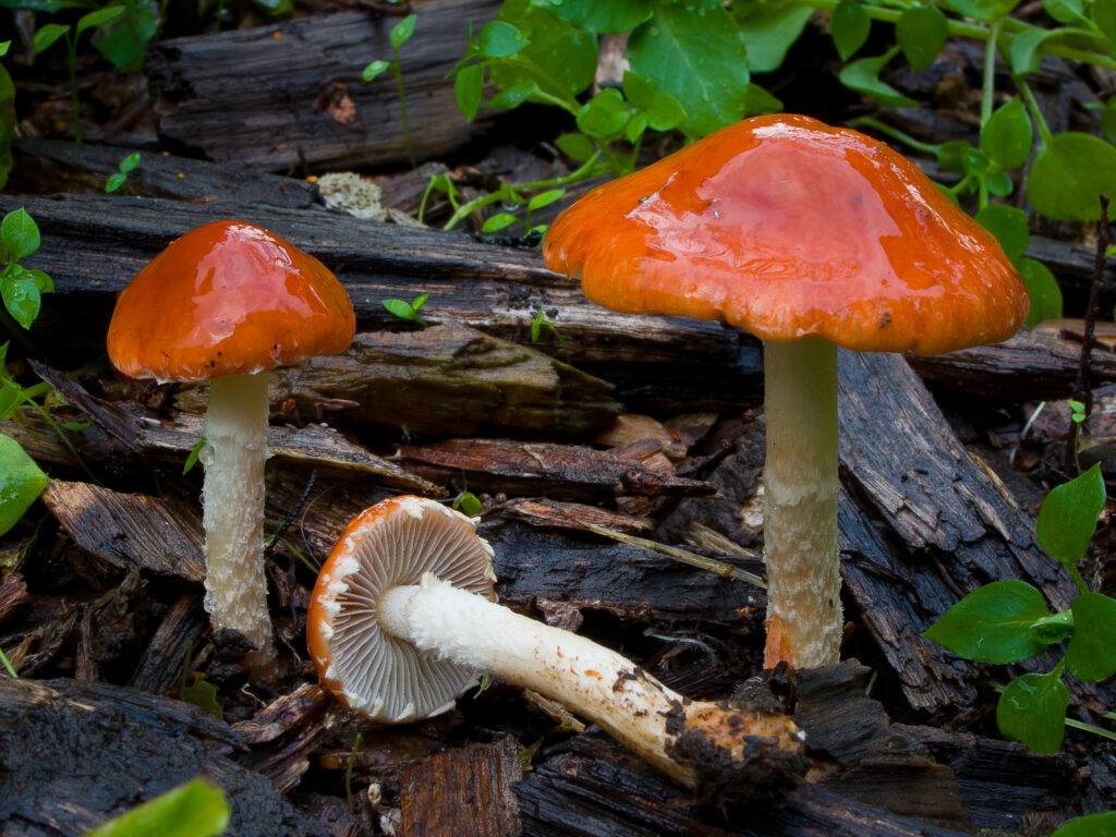 Leratiomyces ceres poisonous mushroom