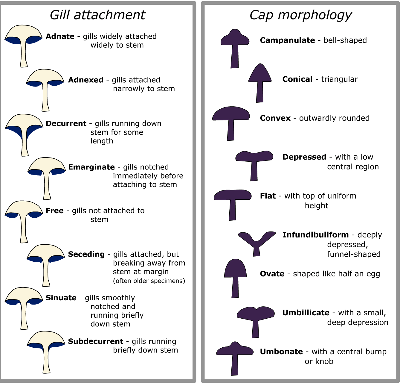 mushroom cap and gills morphology