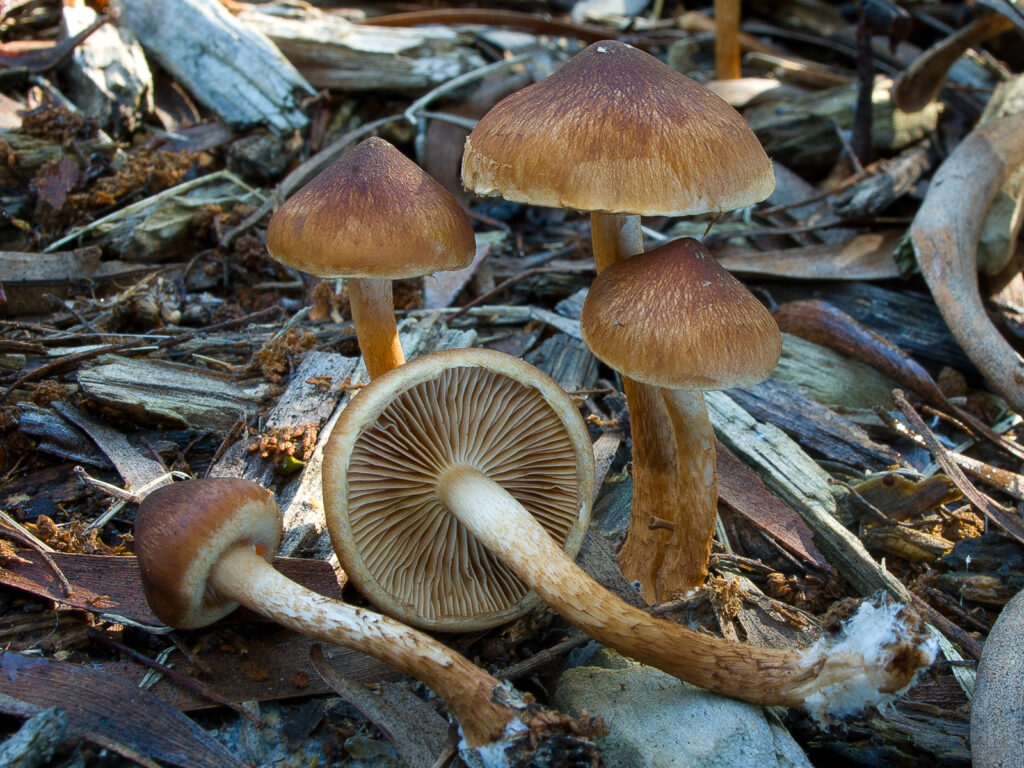 Pholiota communis edible mushroom