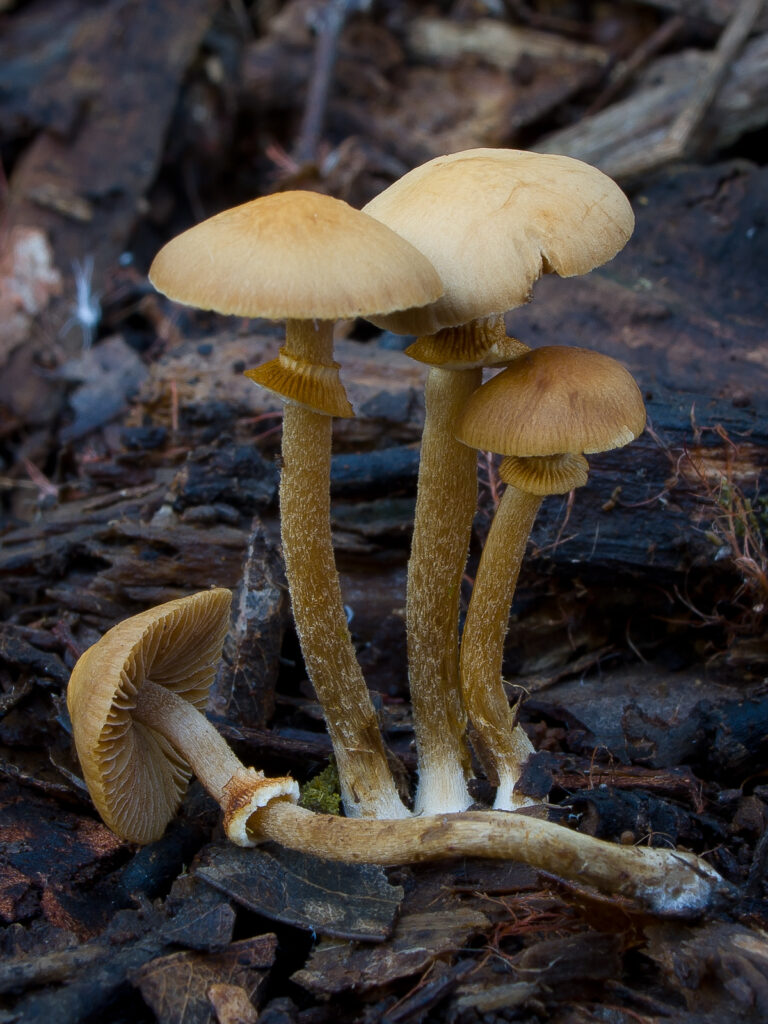 Pholiotina rugosa poisonous mushroom