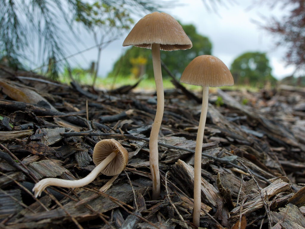 Psathyrella edible mushroom