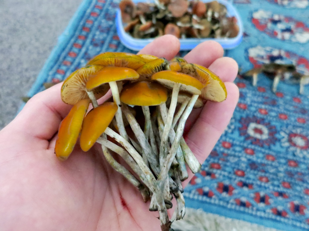 Psilocybe subaeruginosa magic mushrooms