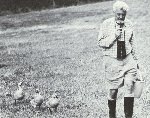 Konrad Loranz imprinting ducks
