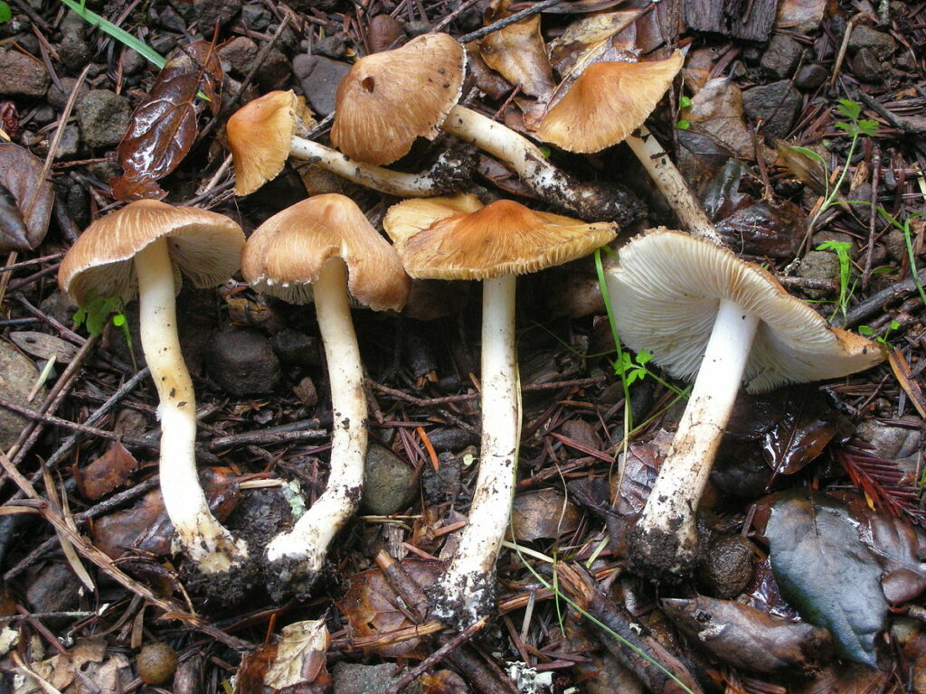 Inocybe rimosa poisonous mushroom