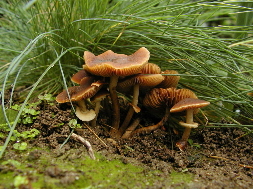 Pholiotina rugosa poisonous mushroom