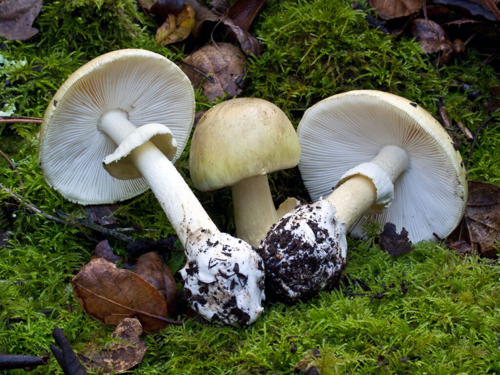 Amanita phalloides death cap poisonous mushroom
