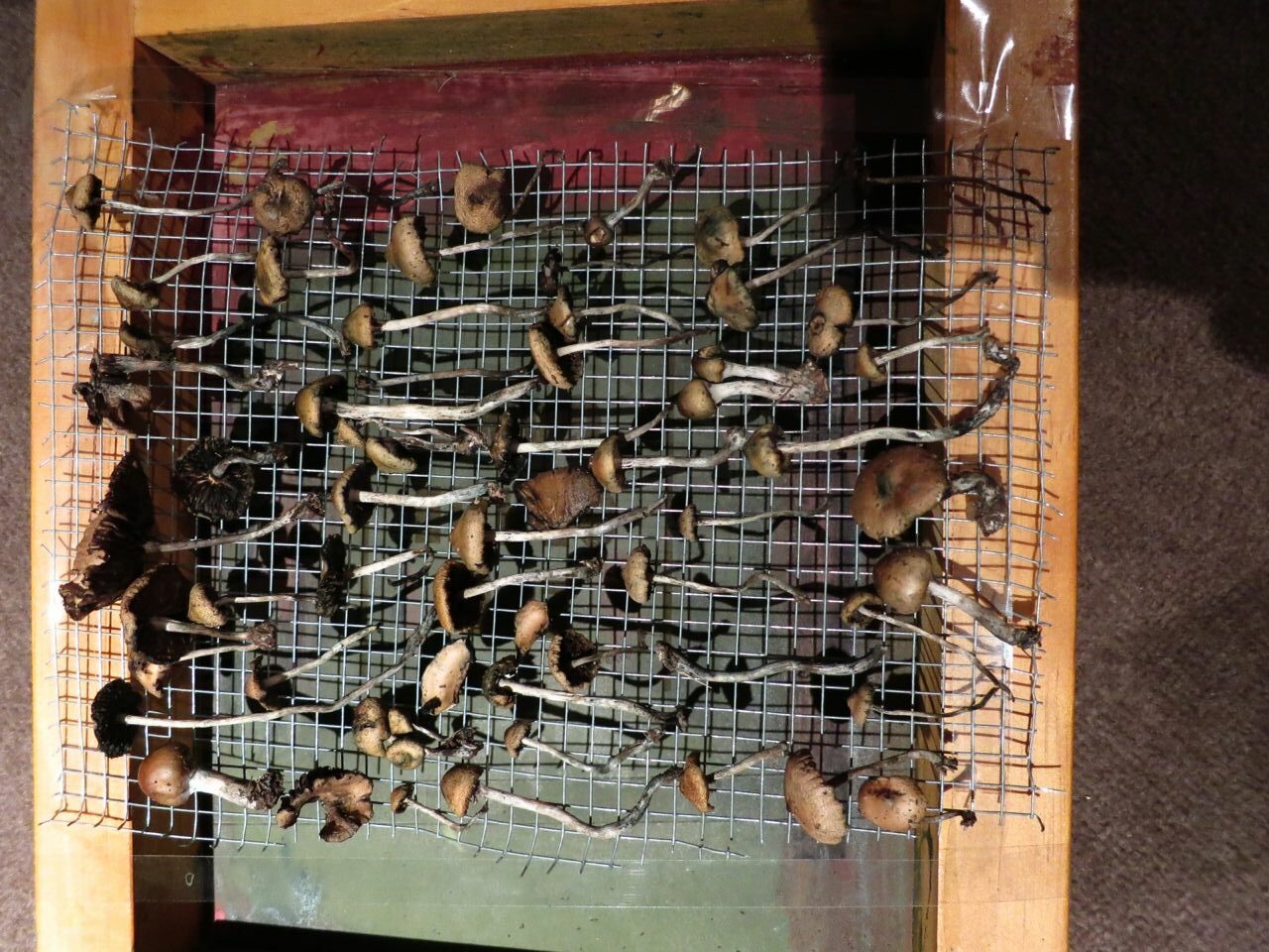 magic mushrooms drying on sheet of chicken wire